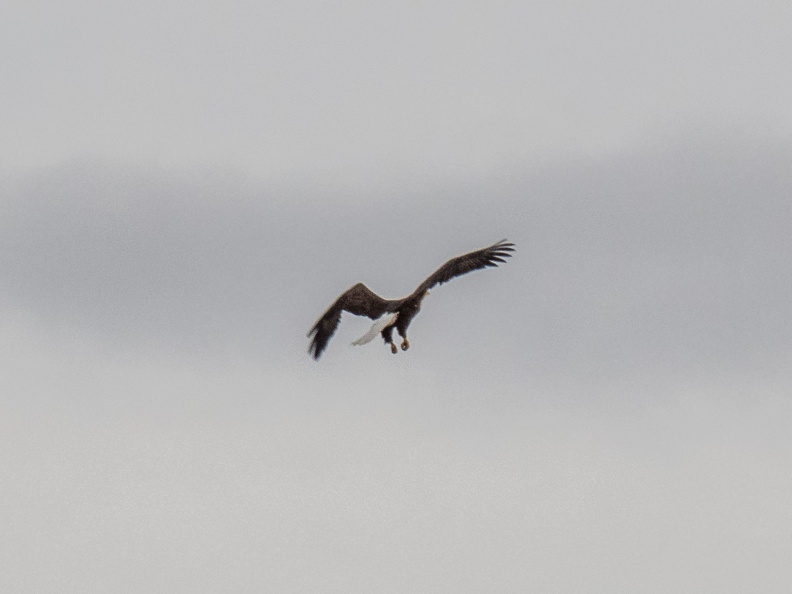 Bald Eagle