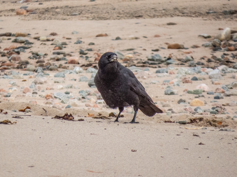 American Crow On Beach