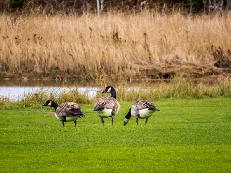 Canada Goose